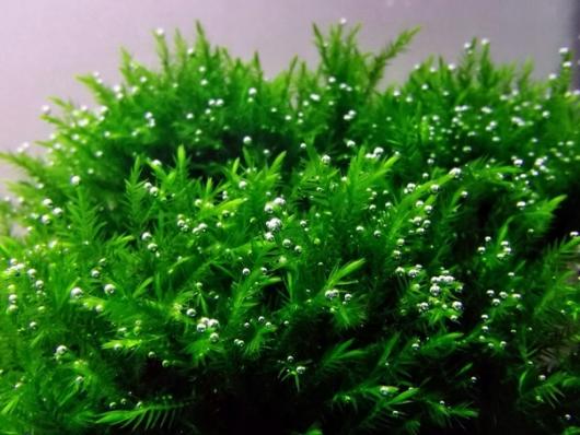 Мох фонтиналис антипиретика Виллоу (Fontinallis antipyretica Willow ) меристемный