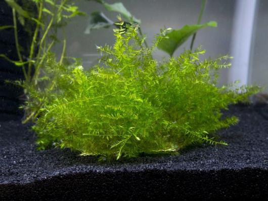 Мох фонтиналис антипиретика Виллоу (Fontinallis antipyretica Willow ) меристемный
