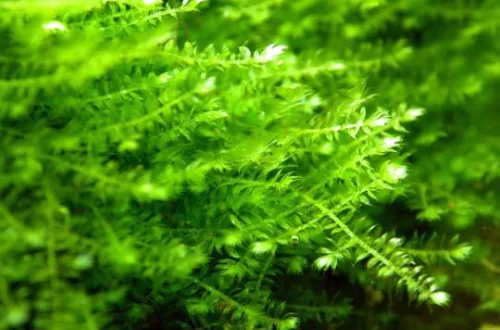 Мох Анкор (Anchor moos, Taxiphyllum sp.)