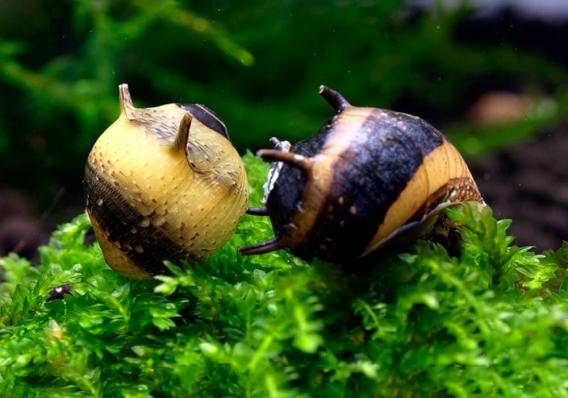 Улитка Рогатая Неретина Билайн (Horned Nerite Snail)