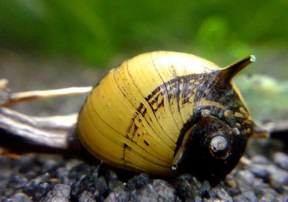 Улитка Рогатая Неретина Билайн (Horned Nerite Snail)