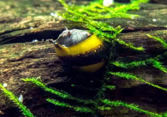 Улитка Рогатая Неретина Билайн (Horned Nerite Snail)