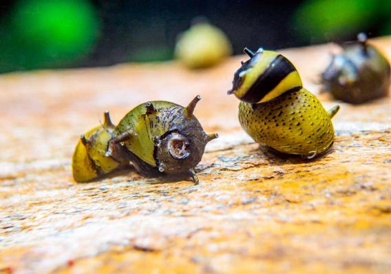 Улитка Рогатая Неретина Билайн (Horned Nerite Snail)