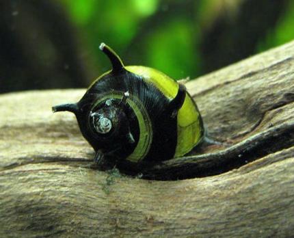 Улитка Рогатая Неретина Билайн (Horned Nerite Snail)