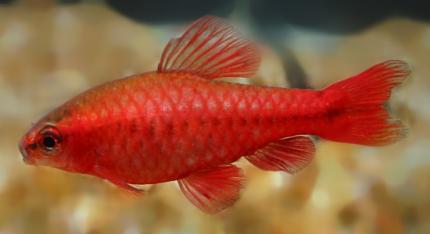 Вишневый барбус - купить на Amigofish.ru