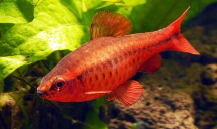 Вишневый барбус - купить на Amigofish.ru