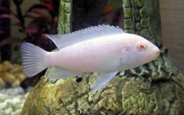Цихлида Псефдотрофеус Снежный принц малавийская (Pseudotropheus socolofi albino)