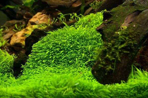 Утрикулярия граминифолия или Пузырчатка траволистная (Utricularia graminifolia) меристемая контейнер M