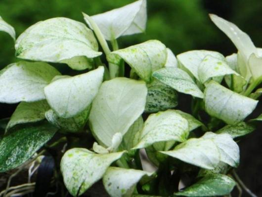 Анубиас Бартери нана Марбл, мраморный (Anubias barteri var. nana Marble) меристема