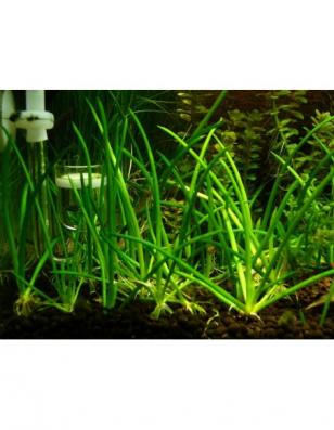 Литторелла унифлора (Littorella uniflora) меристемная