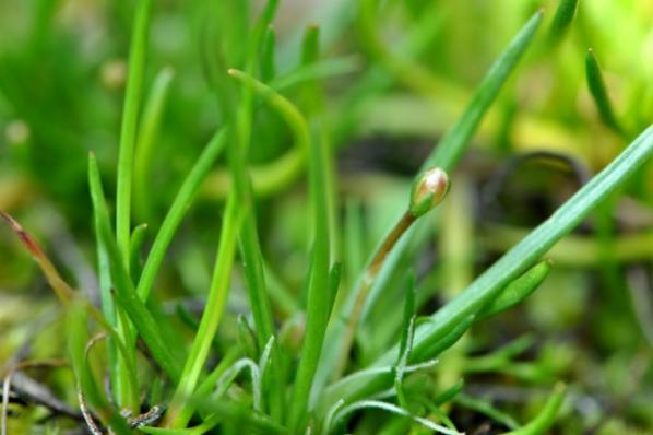 Литторелла унифлора (Littorella uniflora) меристемная
