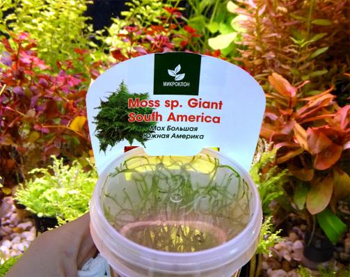 Мох Большая Южная Америка (Мoss sp. Giant Soufh America) меристема