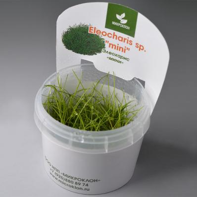 Элеохарис мини (Eleocharis mini) меристемный