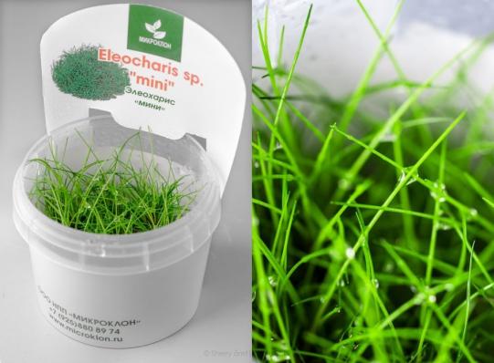 Элеохарис мини (Eleocharis mini) меристемный
