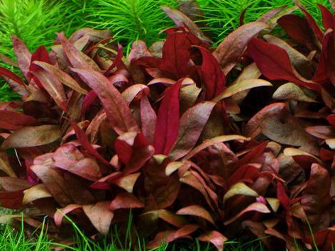 Альтернантера Рейнека мини (Alternanthera ReineckiI mini) меристемная