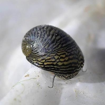 Улитка Теодоксус (Theodoxus fluviatilis) разводные мелкие в размере до 3,5 мм