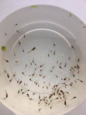 Гуппи (Poecilia Reticulata) малек ассорти Амигофиш 1 см