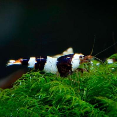 Креветка Черный Кристалл  (Crystal Black Shrimp) адаптированные наличие подтверждается