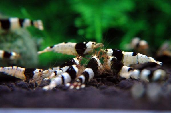 Креветка Черный Кристалл  (Crystal Black Shrimp) адаптированные наличие подтверждается