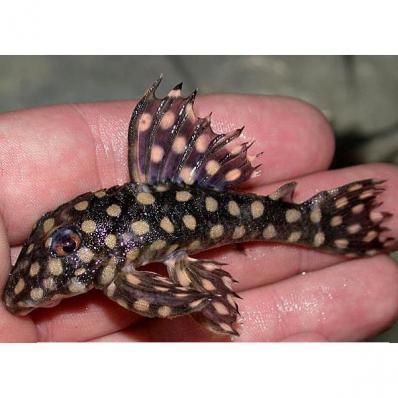 Cом номерной L201 Гипанциструс Инспектор Big Spot (Hypancistrus sp. L201)