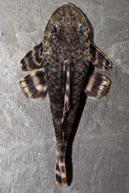 Сом Анциструс Номерной L205 (Peckoltia sp.L205)