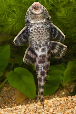 Сом Анциструс Номерной L205 (Peckoltia sp.L205)