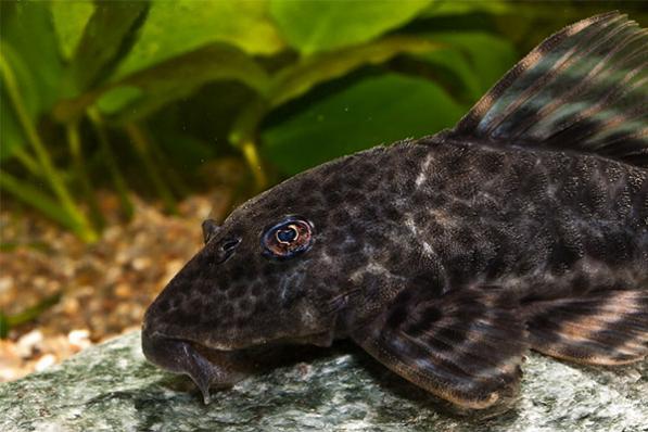 Сом Анциструс Номерной L205 (Peckoltia sp.L205)