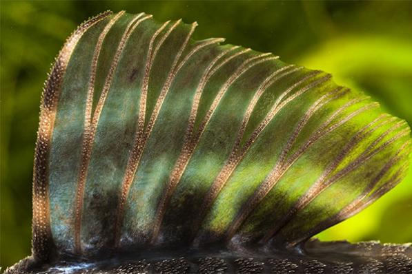 Сом Анциструс Номерной L205 (Peckoltia sp.L205)