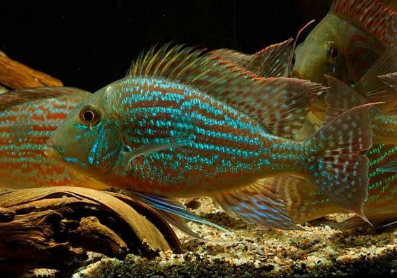 Цихлида Геофагус Свени (Geophagus sveni) наличие, актуальные размеры и цены подтверждаются