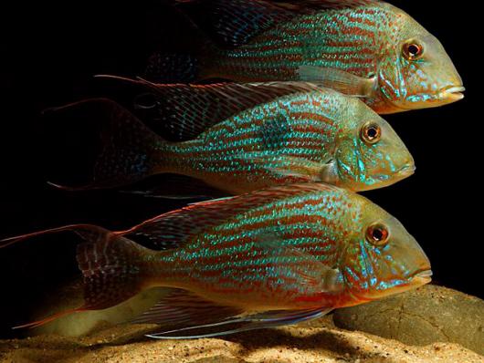 Цихлида Геофагус Свени (Geophagus sveni) наличие, актуальные размеры и цены подтверждаются