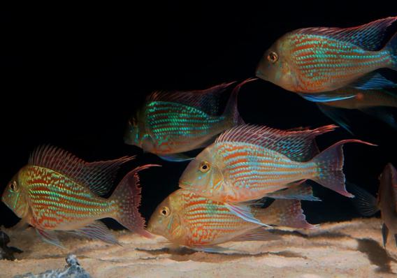 Цихлида Геофагус Свени (Geophagus sveni) наличие, актуальные размеры и цены подтверждаются