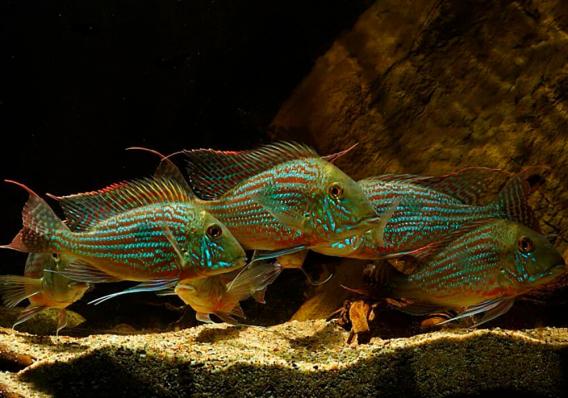 Цихлида Геофагус Свени (Geophagus sveni) наличие, актуальные размеры и цены подтверждаются 3 - 4 см