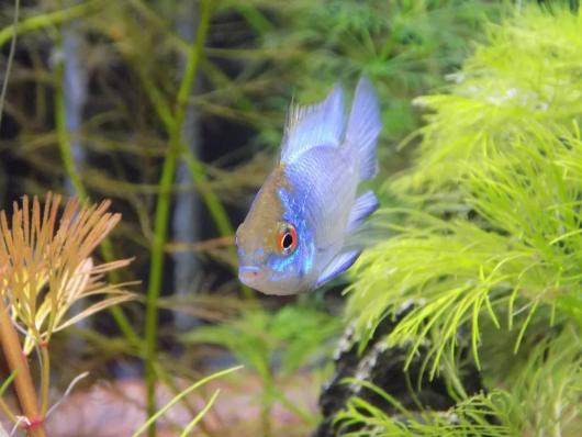 Цихлида Апистограмма Рамирези электрик Блю баллон (Apistogramma ramirezi var. Electric Blue Ram )
