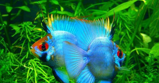 Цихлида Апистограмма Рамирези электрик Блю баллон (Apistogramma ramirezi var. Electric Blue Ram )