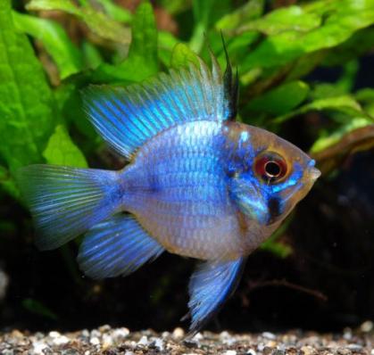 Цихлида Апистограмма Рамирези электрик Блю баллон (Apistogramma ramirezi var. Electric Blue Ram )