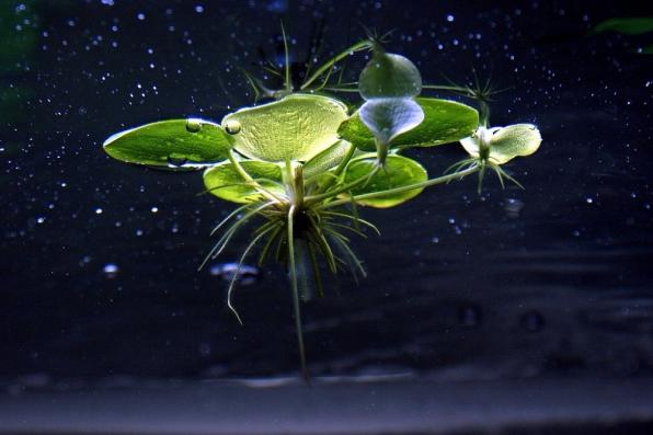 Лимнобиум (Limnobium sp.)