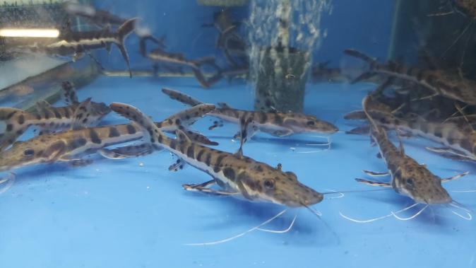 Сом Псевдоплатистома (Pseudoplatystoma sp.) 11 - 13 см
