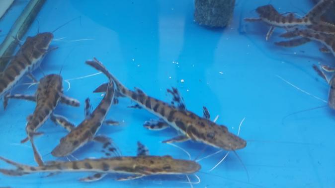Сом Псевдоплатистома (Pseudoplatystoma sp.)