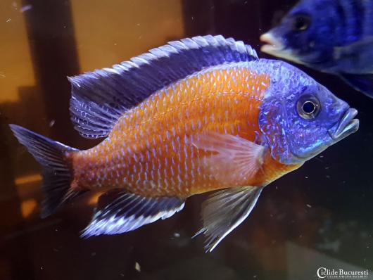 Цихлида Копадихромис Каданго (Copadichromis borleyi sp.Kadango)