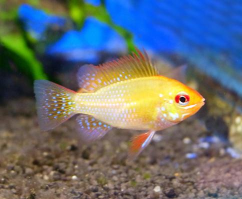 Цихлида Апистограмма Рамирези Голд (Microgeophagus ramirezi Gold) 2,5 - 3,5 см
