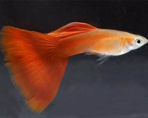 Гуппи Красный блондин (Poecilia reticulata Red blonde) Самцы Люкс
