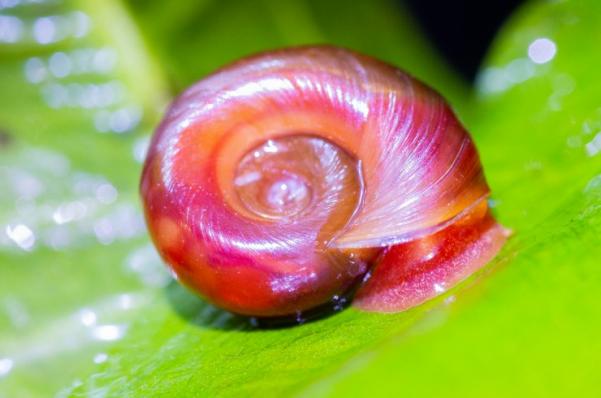 Улитка катушка (Planorbidae)кормовая 50шт