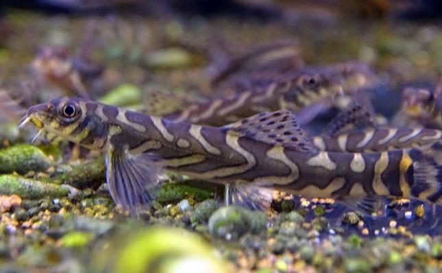 Вьюн Зодиак (Noemacheilus triangularis) 3 - 4 см