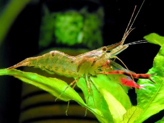 Креветка Кольцерукая или Креветка Макробрахиум (Macrobrachium assamense). Под заказ. Наличие подтверждается.