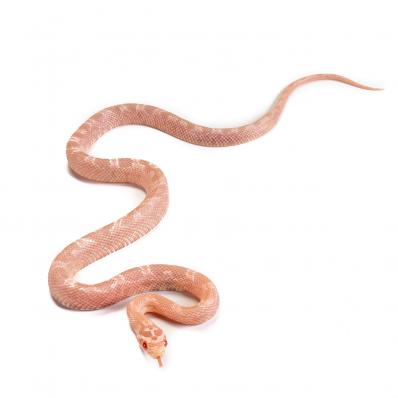 Маисовый полоз Red factor hypo snow, самка , S (Германия)