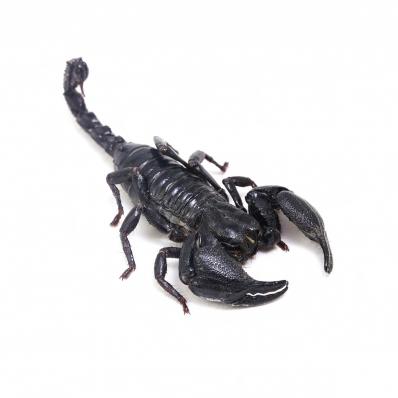 Скорпион Heterometrus spinifer, M