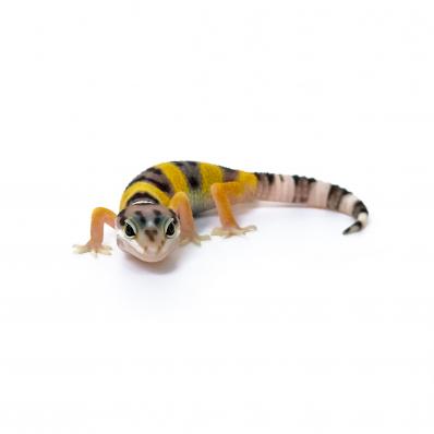 Эублефар пятнистый (Eublepharis Macularius) Normal, M