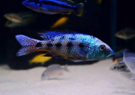 Цихлида Хаплохромис ростратус (Fossorochromis rostratus)