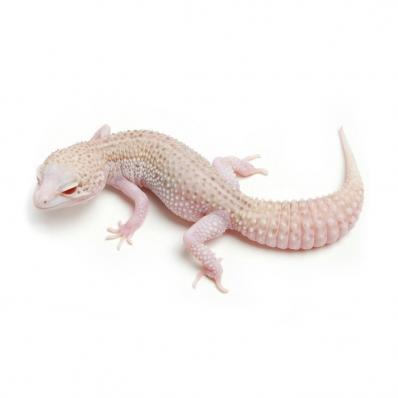 Эублефар пятнистый (Eublepharis Macularius) Super Radar, M