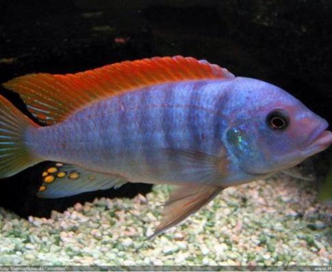 Цихлида Псевдотрофеус Грешаки (Pseudotropheus Greshakei)-наличие подтверждается